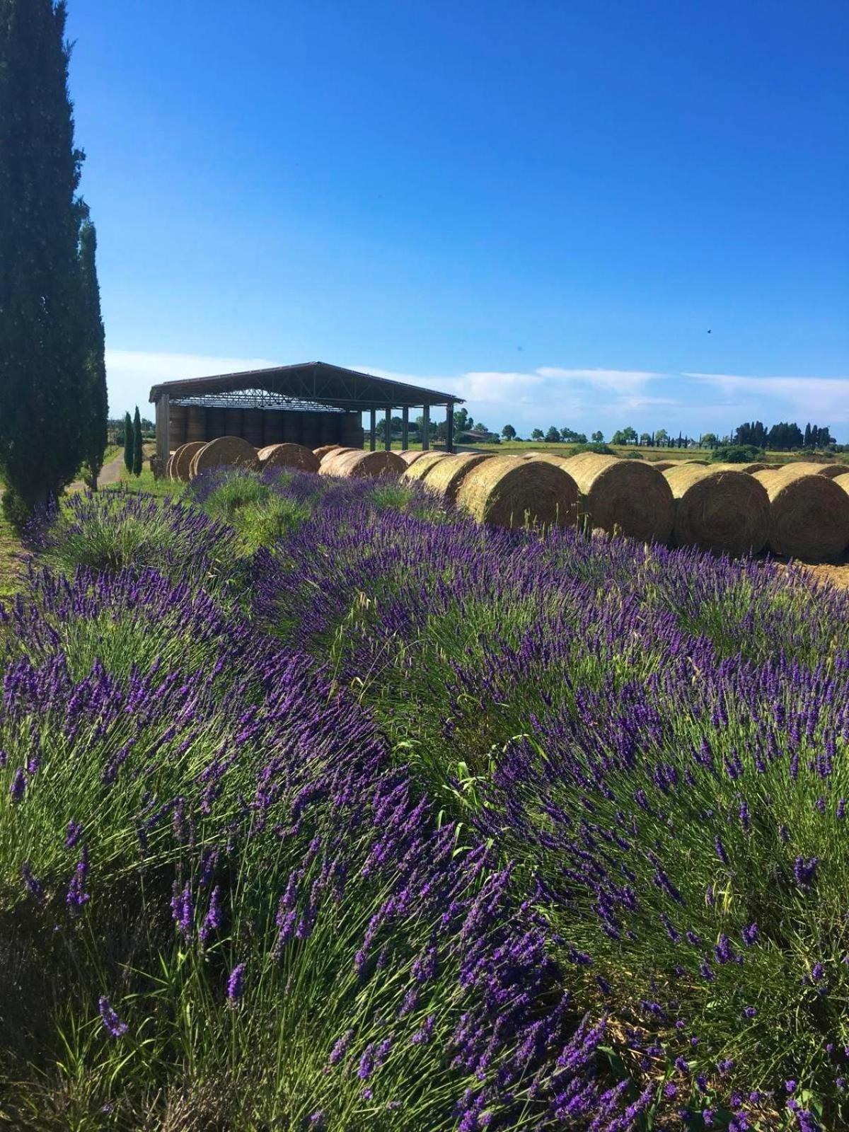 Tenuta Saracone Montalto di Castro Eksteriør bilde